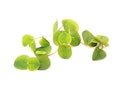 Vorschaubild Phyllanthus fluitans In-Vitro