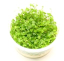 Vorschaubild Hydrocotyle tripartita 'Mini' In-Vitro