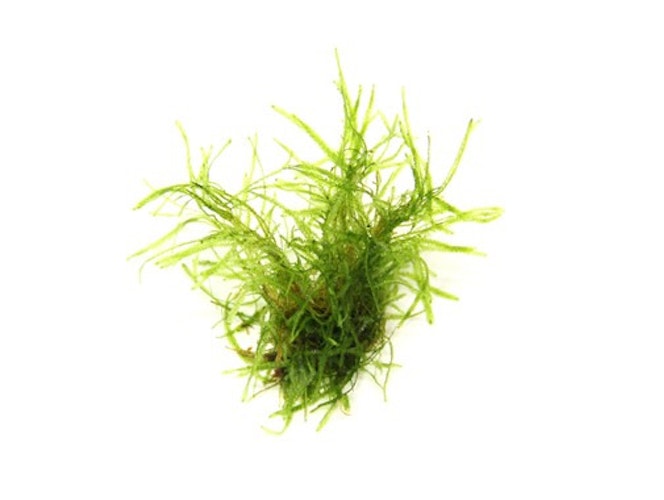 Taxiphyllum alternans 'Taiwan' In-Vitro