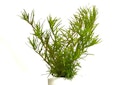 Vorschaubild Rotala sp. 'Wayanad' In-Vitro
