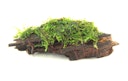Mooswurzel 10 x 3 x 4 Centimeter