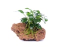 Vorschaubild Anubias barteri var. nana 'Bonsai'