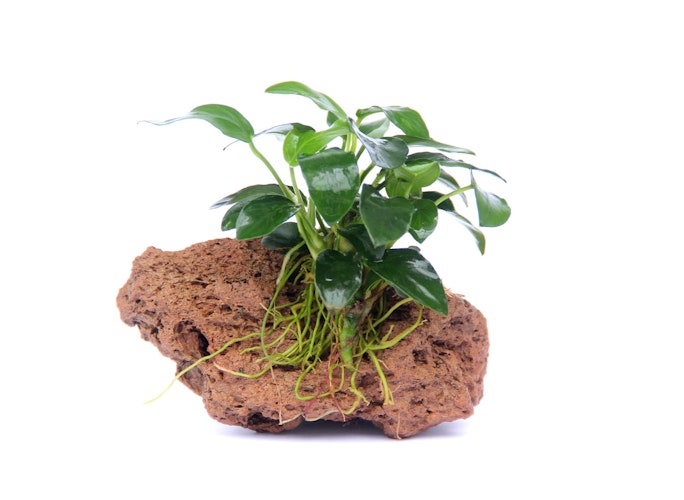 Anubias barteri var. nana 'Bonsai'