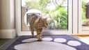 SureFlap DualScan Katzenklappe mikrochipgesteuert