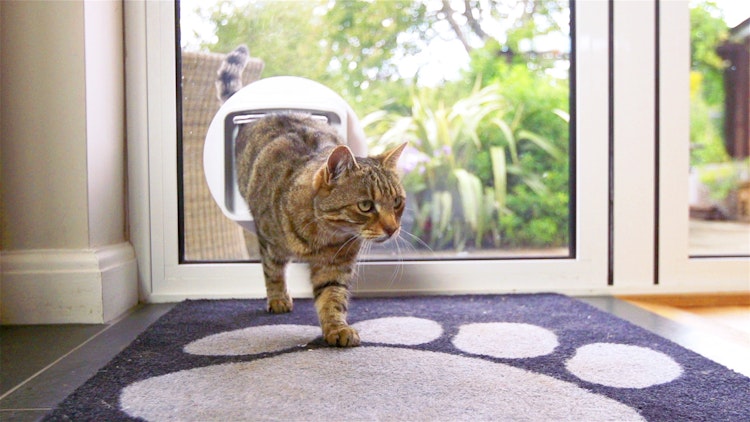 SureFlap DualScan Katzenklappe mikrochipgesteuert