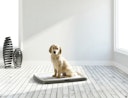 Vorschaubild SAVIC Puppy Trainer Kit L