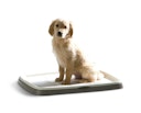 Vorschaubild SAVIC Puppy Trainer Kit L