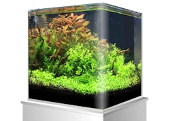 amtra Nanotank Glasbecken