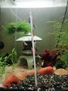 Vorschaubild Shrimp Stick Mineral Lolly (10 Stück) Garnelenfutter