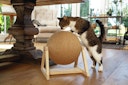 Designed by Lotte Kratzball Xem mit Fuss 34 x 30 x 35,5 Centimeter Katzenspielzeug
